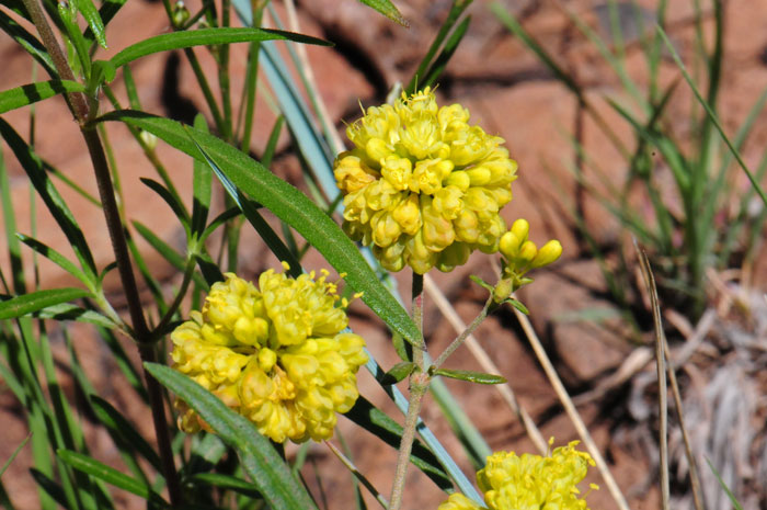 Eriogonum umbellatum, Sulphur-Flower Buckwheat